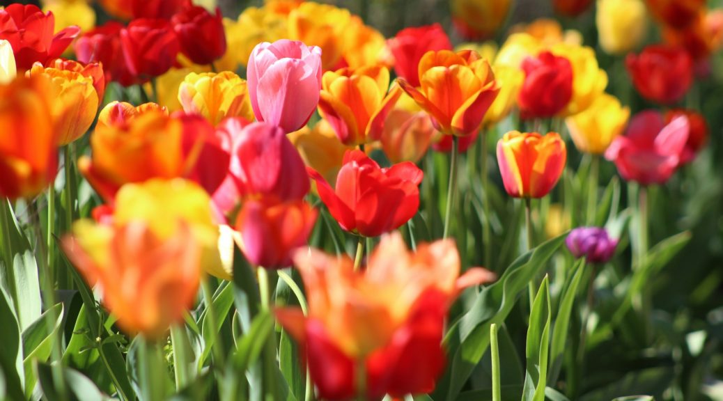 assorted flowers in macro shot photography during daytime